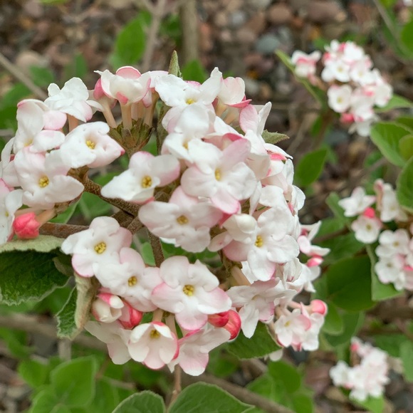 Meet your Posher, A - Picture 1 of 1